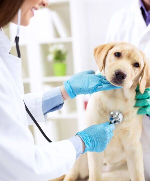 PharmSave LonsDale Veterinary Compounding Lonsdale PharmSave LonsDale Veterinary Compounding Lonsdale