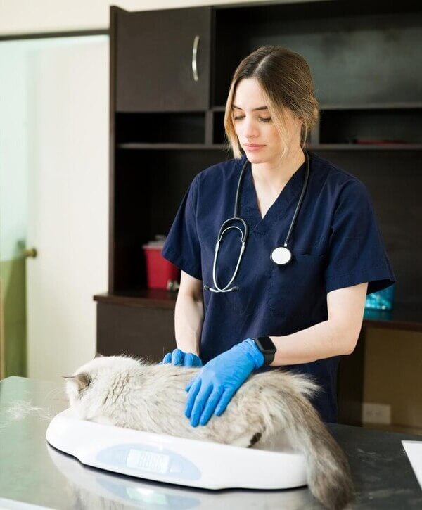 LonsDale Veterinary Compounding Lonsdale LonsDale Veterinary Compounding Lonsdale